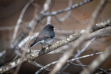 bird on a tree in winter