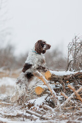 English Springer spaniel on the hunt. spaniel in the field	