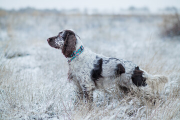 English Springer spaniel on the hunt. spaniel in the field	