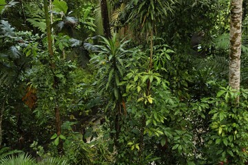 Thicket of lush green. Different wild plants growing outdoors