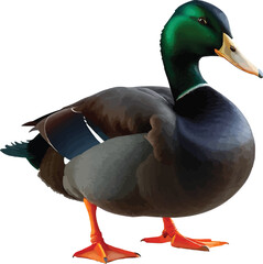 cayuga duck