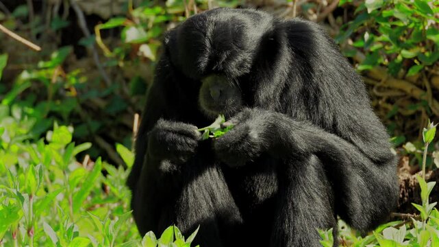 4K extreme close-up of a siamang gibbon grabbing leaves and munching in a lush zoo enclosure. Fully released for commercial use.