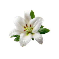 Obraz premium A delicate white lily with vibrant green leaves, showcasing its elegant petals and fine details, resting against a white isolated background, perfect for floral arrangements or dec
