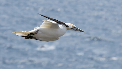 The Northern Gannet at Cape st Mary Newfoundland.