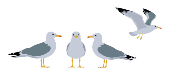 Set of Four Seagulls in Different Positions