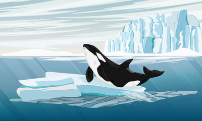 Killer whale jumped out of the water onto an ice floe. Realistic vector northern landscape