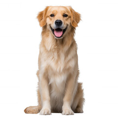 Fototapeta premium A friendly and happy golden retriever sitting with a joyful expression, showcasing its fluffy fur and bright eyes against a white isolated background.