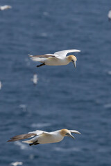 The Northern Gannet at Cape st Mary Newfoundland.