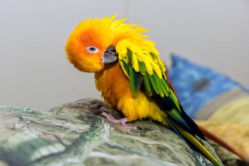 Colorful sun conure tropical parrot preening its feathers on patterned cushion in cozy living room setting © ungvar