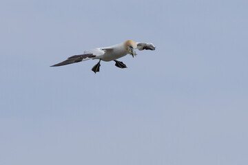 The Northern Gannet at Cape st Mary Newfoundland.