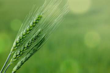 Fototapeta premium Wheat spikes in field outdoors, closeup. Space for text