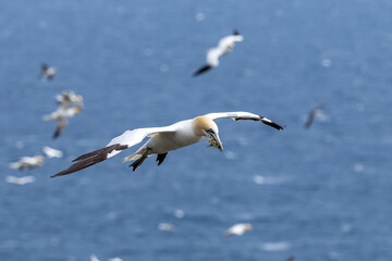 The Northern Gannet at Cape st Mary Newfoundland.