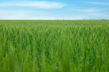 View of agricultural field with ripening wheat spikes. Space for text