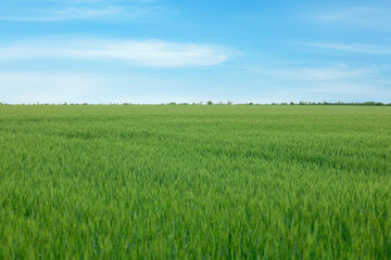 View of agricultural field with ripening wheat spikes. Space for text