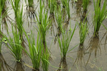 Obraz premium Rice plants ripening in paddy field, closeup