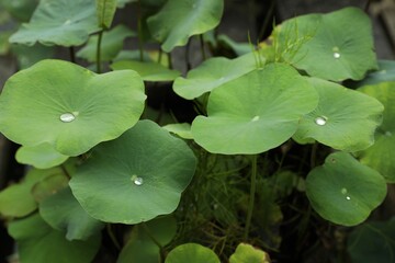 Lotus leaves with water drops outdoors, closeup