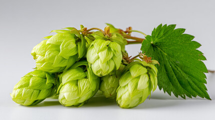 Close-up of ripe hop cones and leaf, ingredients for brewing beer, creating a natural and aromatic scene