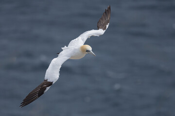 The Northern Gannet at Cape st Mary Newfoundland.