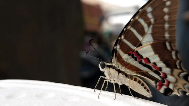 Beautiful Indian spot swordtail Butterfly, Shot In India