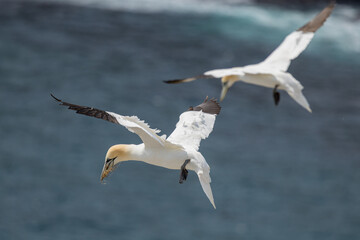 The Northern Gannet at Cape st Mary Newfoundland.