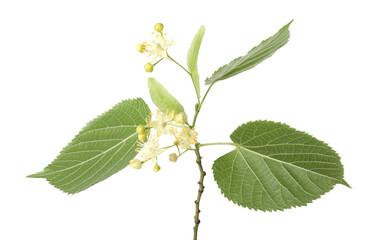 Linden branch with beautiful flowers and leaves isolated on white