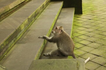 Cute monkey sitting on stone stairs outdoors