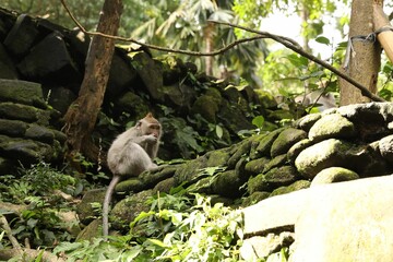 Cute monkey on rocks covered with moss in park