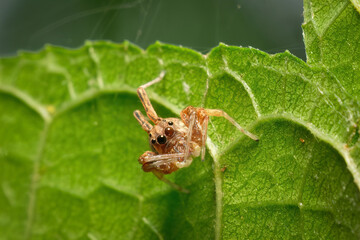 Macro Photograph of a Jumping Spider (Salticidae) on a Green Leaf with Visible Leaf Veins – Insect Close-Up in Natural Habitat