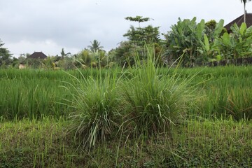 Obraz premium Beautiful view of different plants growing outdoors