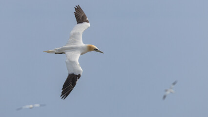 The Northern Gannet at Cape st Mary Newfoundland.