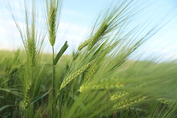 Fototapeta premium Wheat spikes growing in field outdoors, closeup