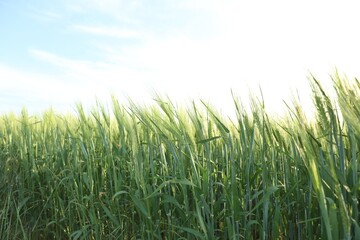 Many wheat spikes growing in field outdoors