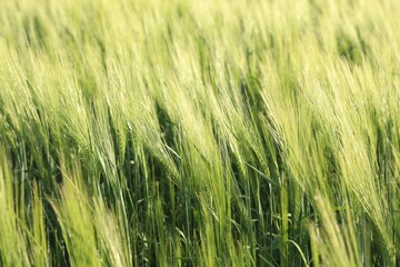 Many wheat spikes growing in field outdoors, closeup