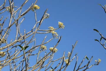 Plumeria shrub with beautiful flowers growing against blue sky outdoors