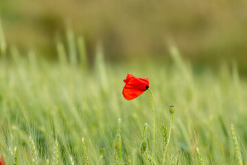 Bright red poppy stands alone amidst lush green wheat field in springtime
