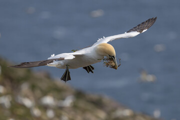 The Northern Gannet taken at Cape St Mary at Newfoundland Canada.