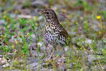 Singdrossel // Song thrush (Turdus philomelos) 