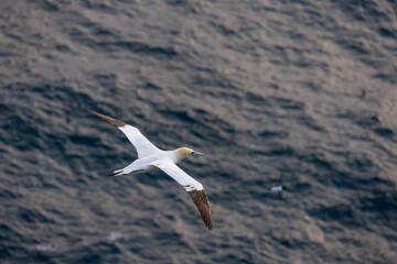The Northern Gannet taken at Cape St Mary at Newfoundland Canada.