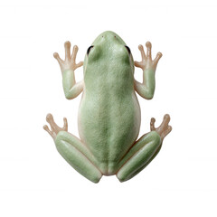 A vibrant green frog with smooth skin and distinct webbed feet, depicted in a top view on a white isolated background, showcasing its unique amphibious features.