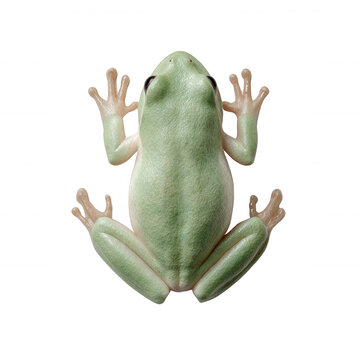 A vibrant green frog with smooth skin and distinct webbed feet, depicted in a top view on a white isolated background, showcasing its unique amphibious features.