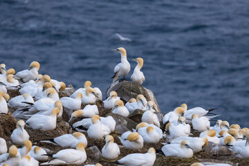 The Northern Gannet taken at Cape St Mary at Newfoundland Canada.