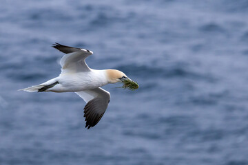 The Northern Gannet taken at Cape St Mary at Newfoundland Canada.