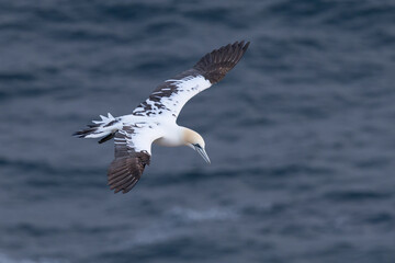 The Northern Gannet taken at Cape St Mary at Newfoundland Canada.