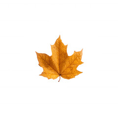 Fototapeta premium A vibrant, isolated image of an autumn maple leaf showcasing its intricate details and warm yellow tones against a clean white background.