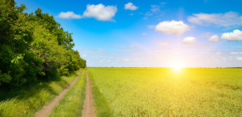 Bright sunrise on young pea field and blue sky with white clouds.