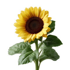 Obraz premium A vibrant sunflower with bright yellow petals and a rich brown center, surrounded by lush green leaves, ideal for floral decoration or nature-themed projects.
