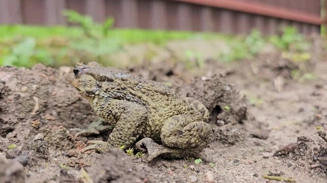 An earthen toad in an open area