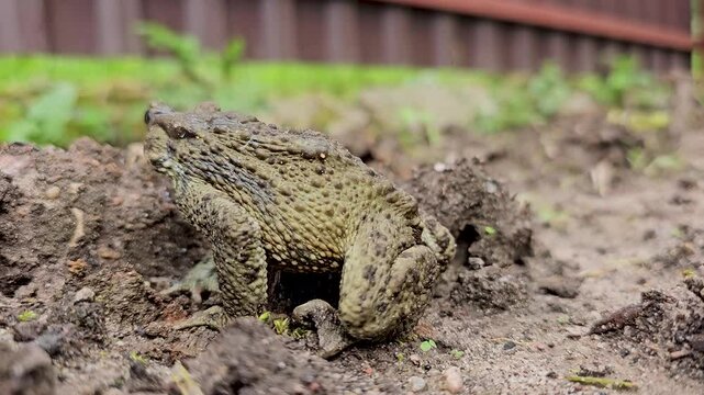 An earthen toad in an open area