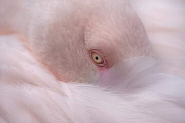 Flamingo (Phoenicopteriformes)