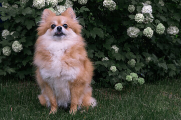 Pomeranian Spitz, pomchi sits on a lawn in the garden under a bulldanezh calamus bush. A dog in a natural environment